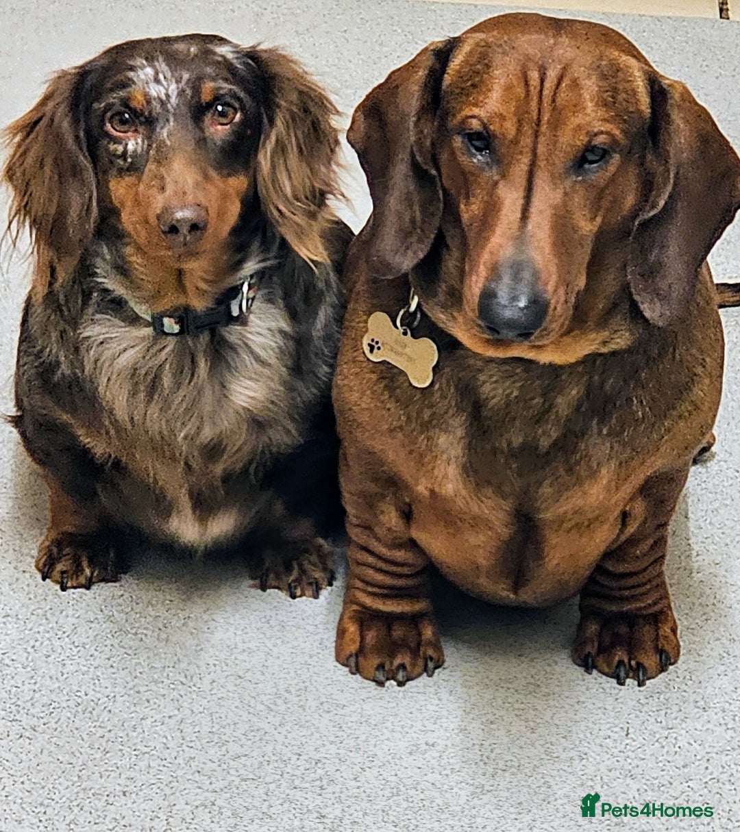 Dachshund dogs for sale: KC Standard Dachshund puppies ! - Advert 9