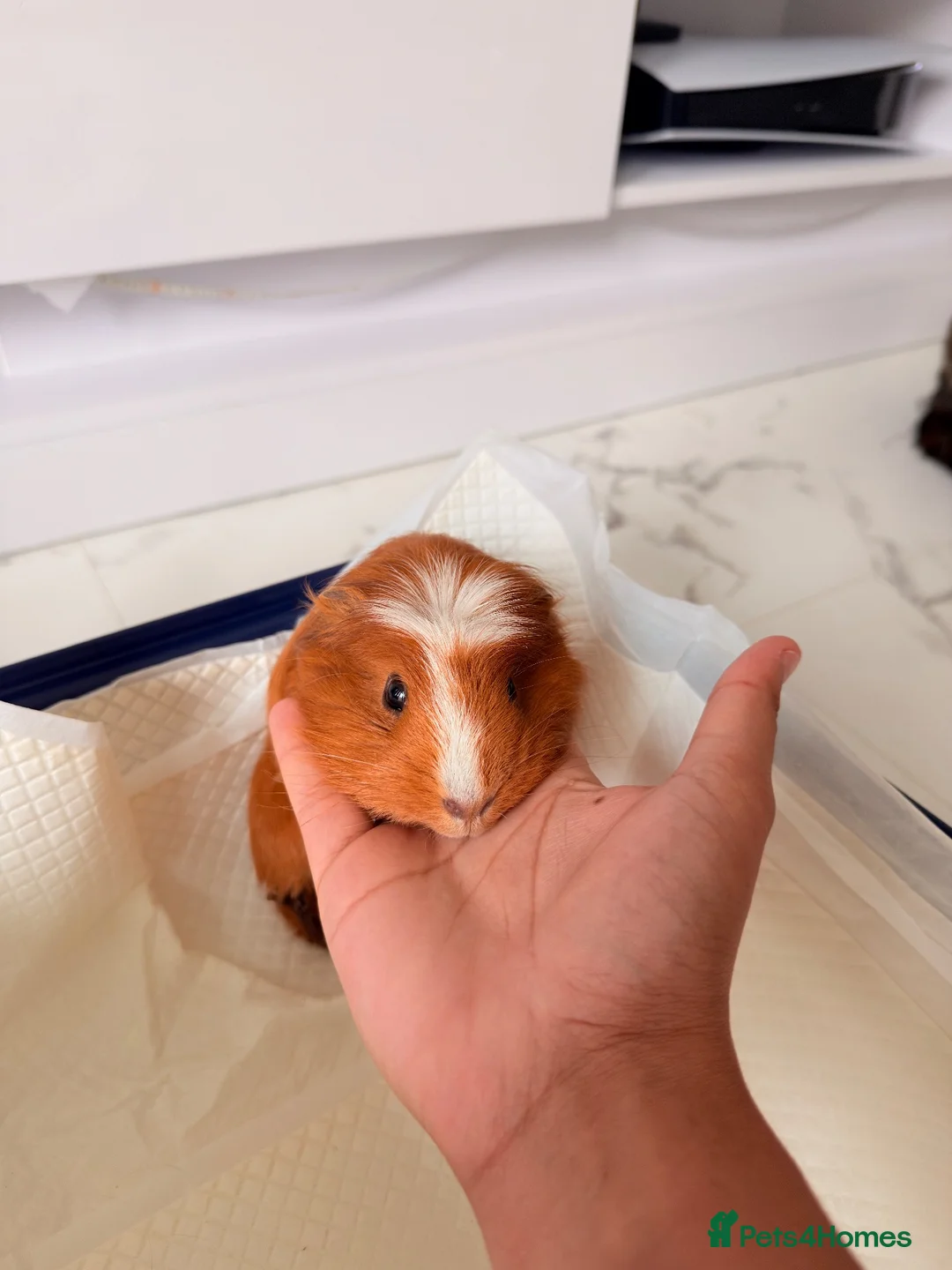 Guinea Pig rodents for sale: Guinea pig - Advert 1