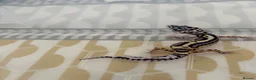 Leopard Gecko reptiles for sale: Baby leopard geckos  - Advert 5