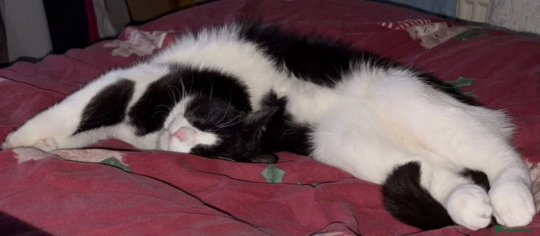 Mixed Breed cats for sale: Cat For Sale - Advert 6