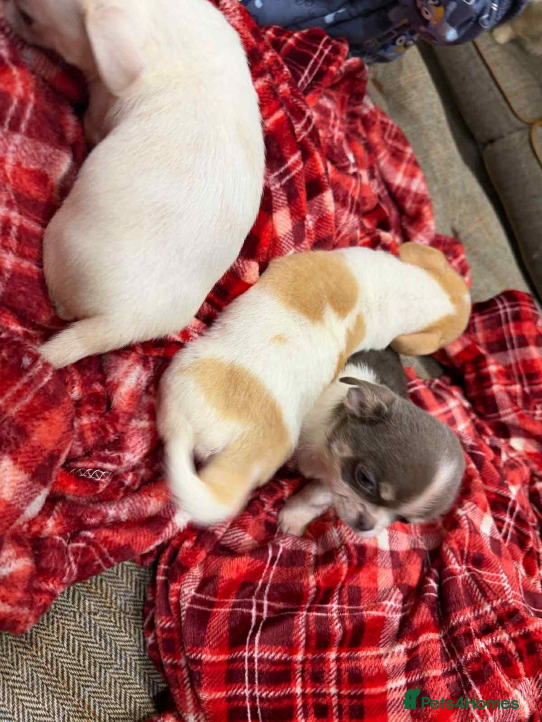 Chihuahua dogs for sale: KC registered chihuahua amazing green eyes  - Advert 15