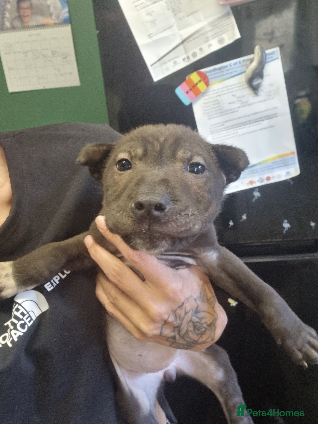 Mixed Breed dogs for sale: Cocker pei puppies ready now  - Image 13