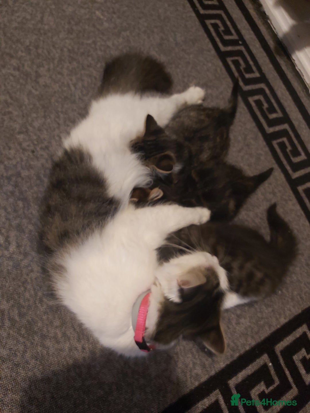 Mixed Breed cats for sale: 2 beautiful kittens ready for loving homes - Advert 4