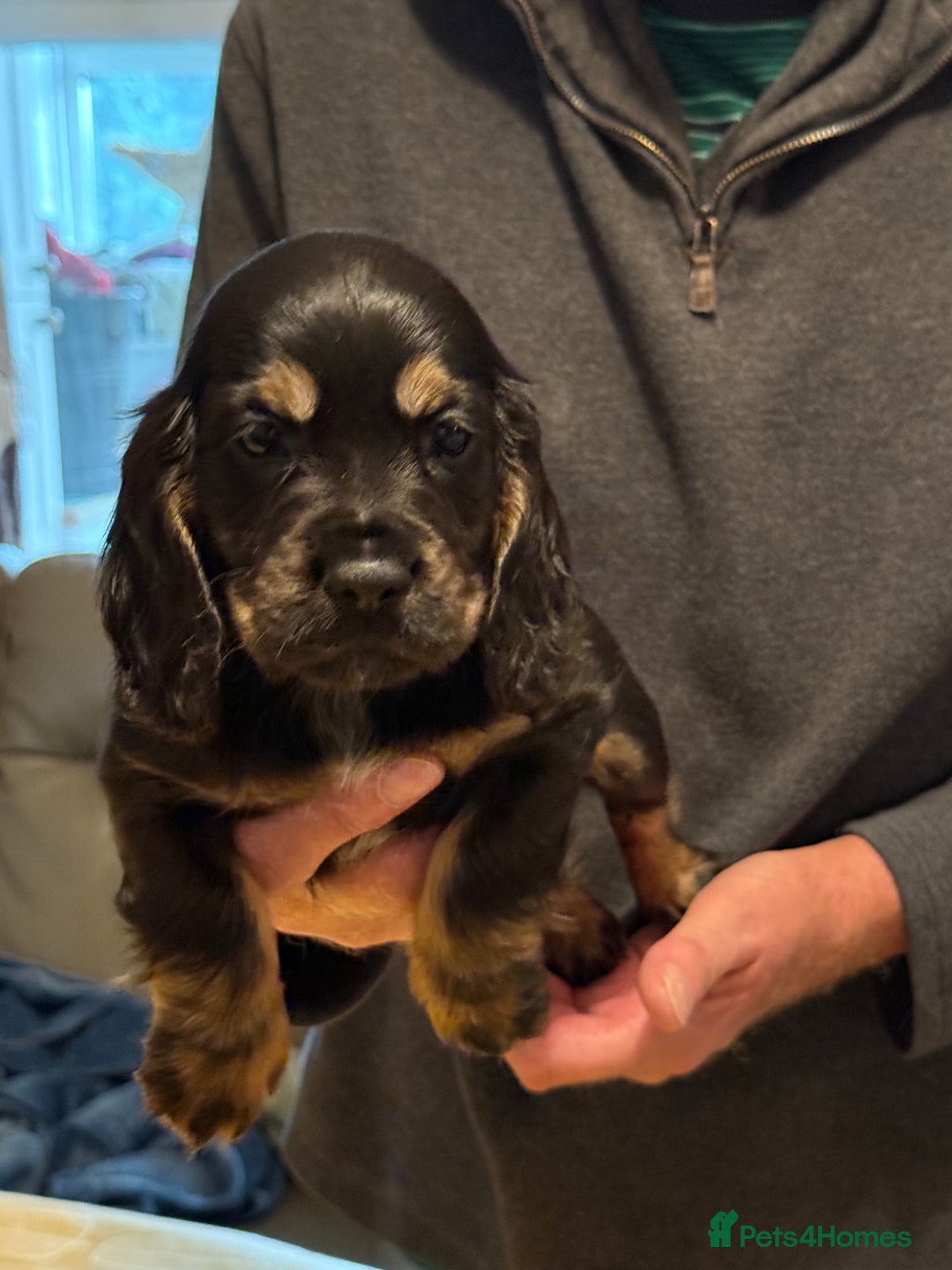 Cocker Spaniel dogs for sale: Cocker spaniel puppies-show type - Image 14
