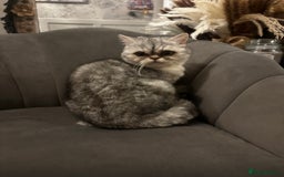 Exotic cats for sale: 2 Exotic shorthair females - Advert 2