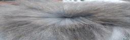 Angora rabbits for sale: PUREBRED TEDDYDWERG BABIES  - Advert 21
