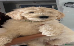 Labradoodle dogs for sale: F1B Standard Labradoodle Puppies Ready Now!🩷💙 - Image 14
