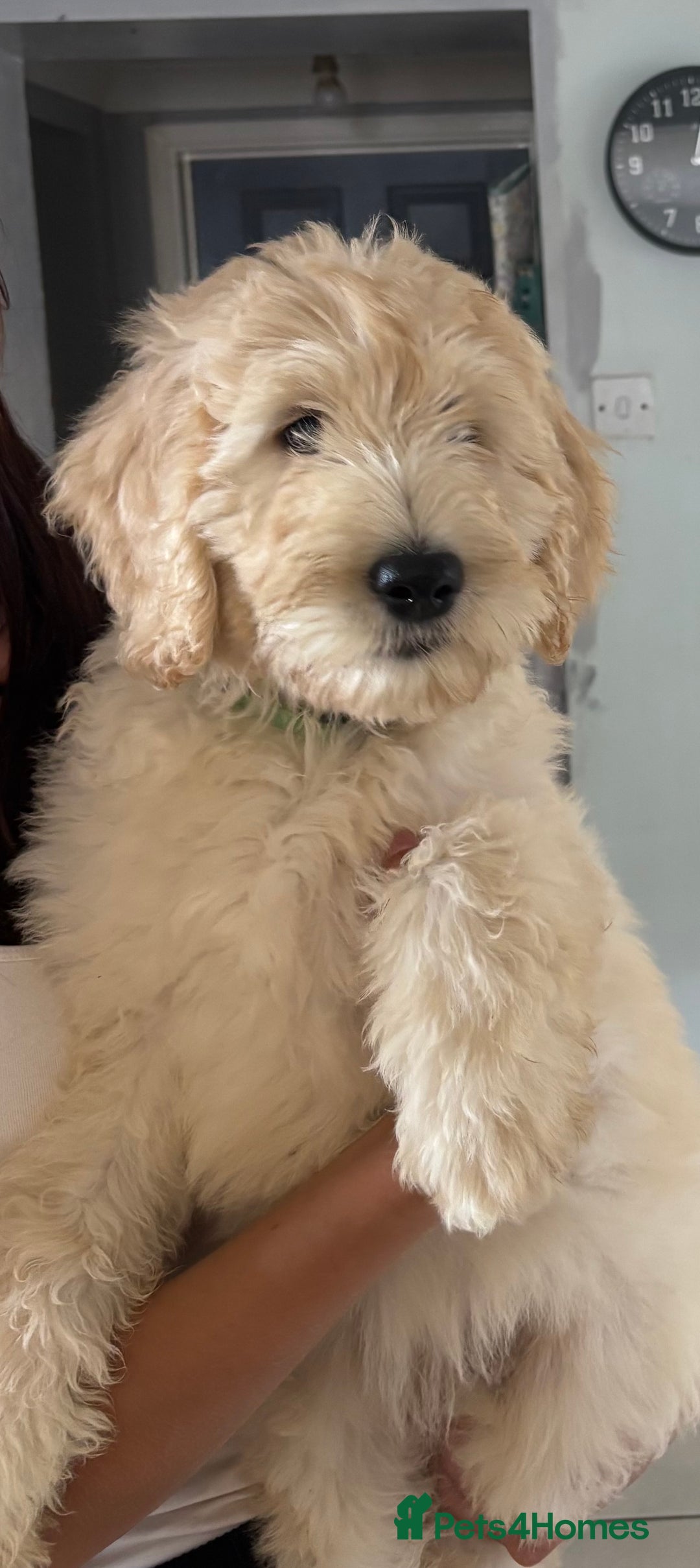 Labradoodle dogs for sale: F1B Standard Labradoodle Puppies Ready Now!🩷💙 - Image 14
