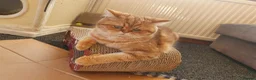 Scottish Fold cats for sale: Purebred kitten, best in UK - Advert 26