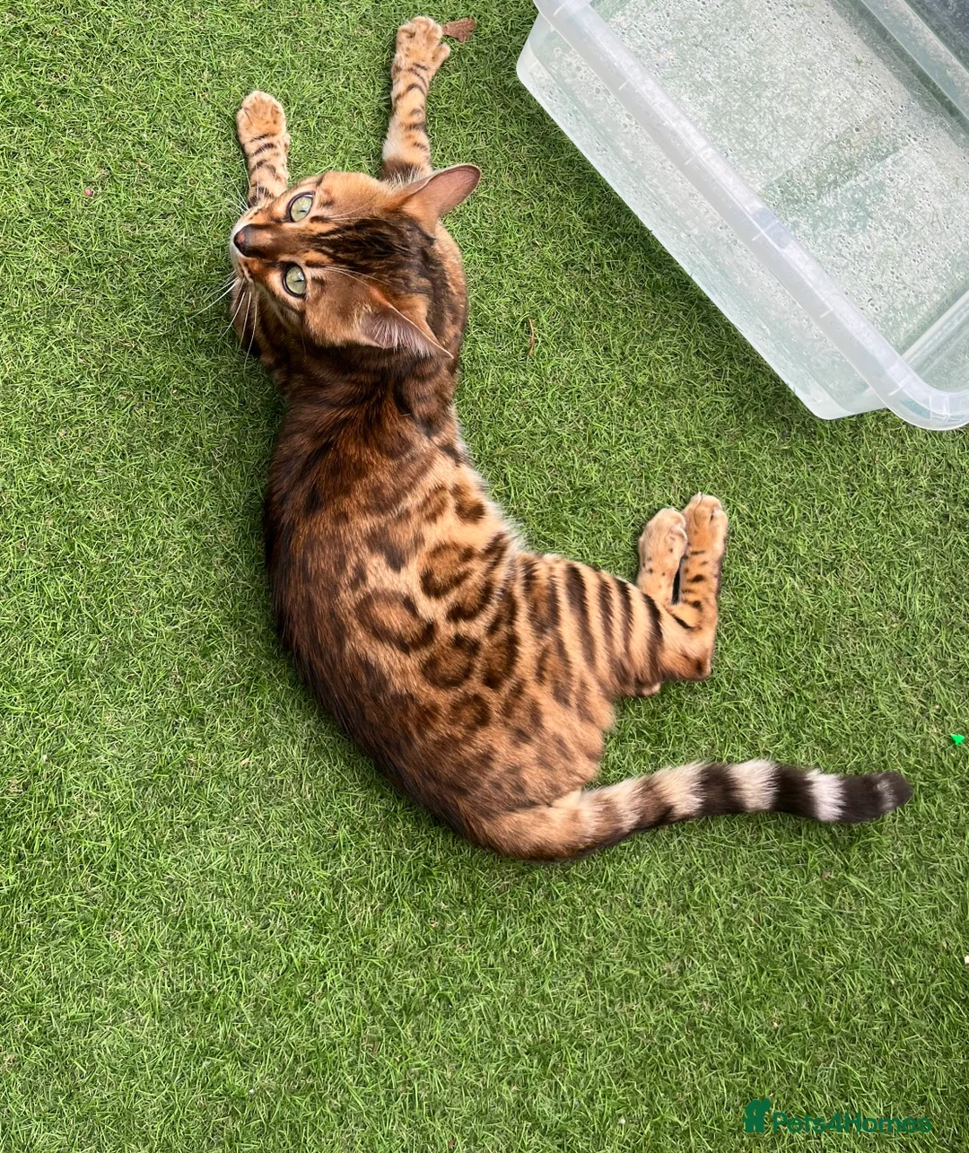 Bengal cats for stud: Adorable pure Bengal boy❤️ for stud in Purfleet - Advert 8