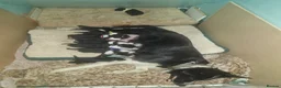 Border Collie dogs for sale: Border Collie Pups - Advert 6
