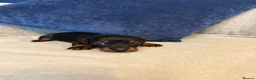 Miniature Dachshund dogs for sale: Beautiful Miniature Dachshund Puppies - Advert 21