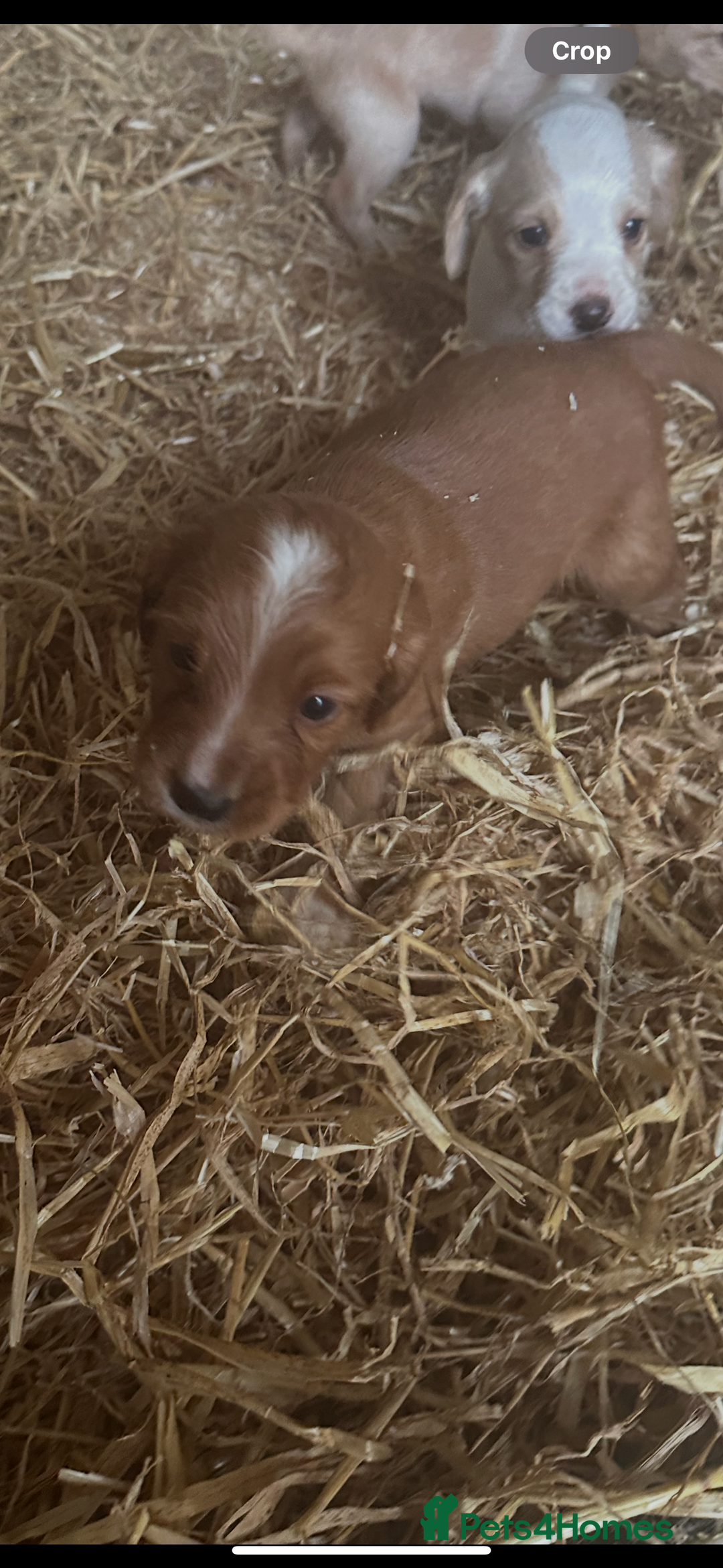 Mixed Breed dogs for sale: 6 Cocker jack puppies - Image 9