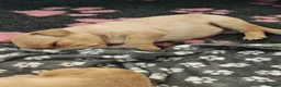 Labrador Retriever dogs for sale: Beautiful Female and Male Working Labrador Puppies - Advert 24