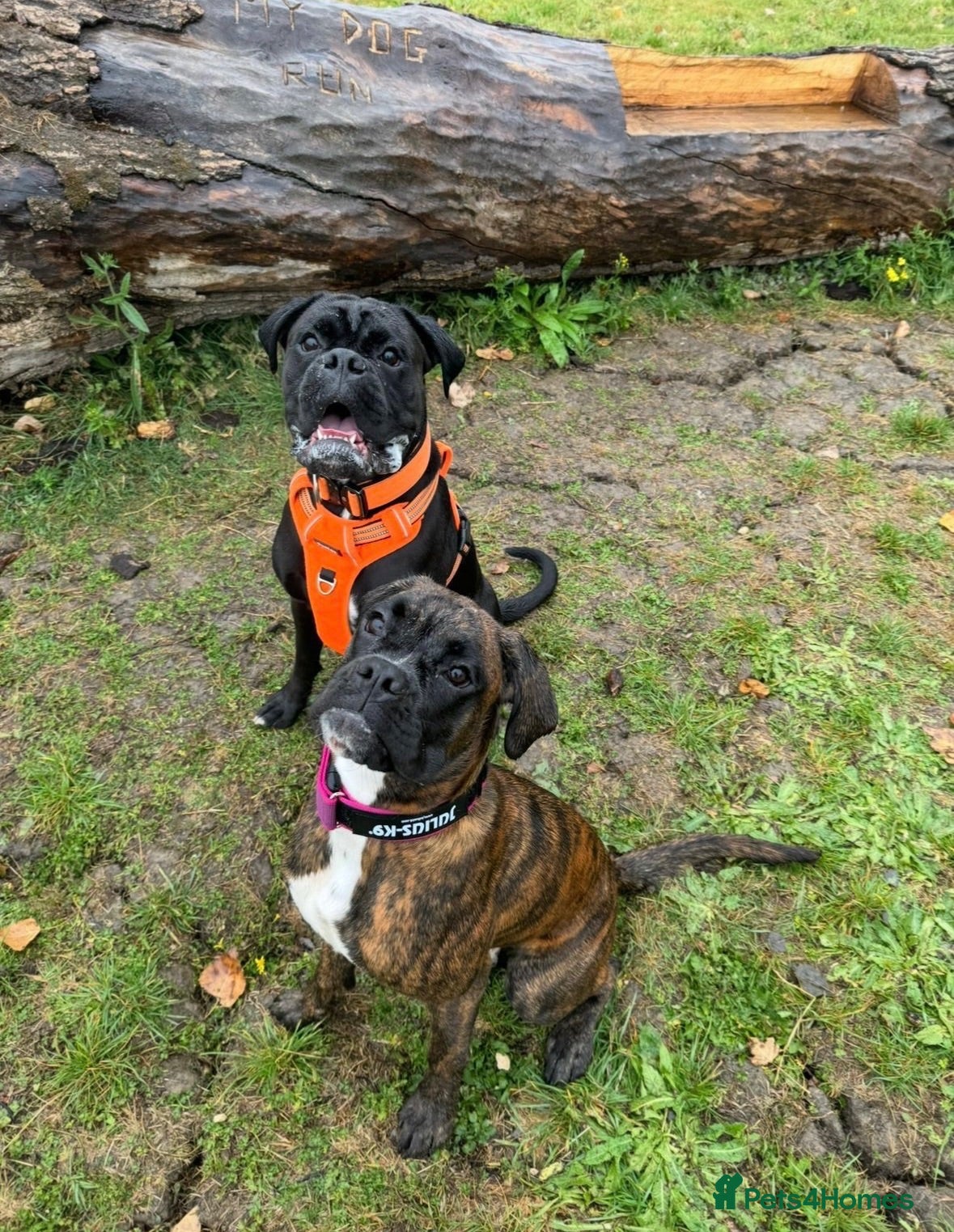 Boxer dogs KC Boxer Puppies  – Waiting List Now Open 🐾 - Advert 1