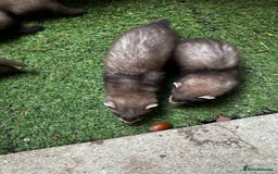 Ferret rodents for sale: Baby Ferrets - Image 6