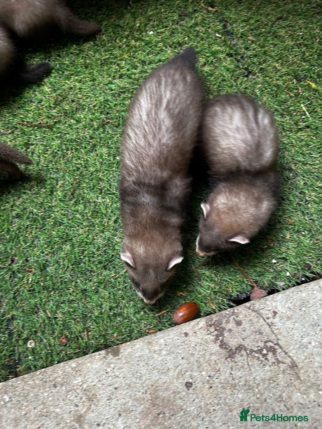 Ferret rodents for sale: Baby Ferrets - Image 6