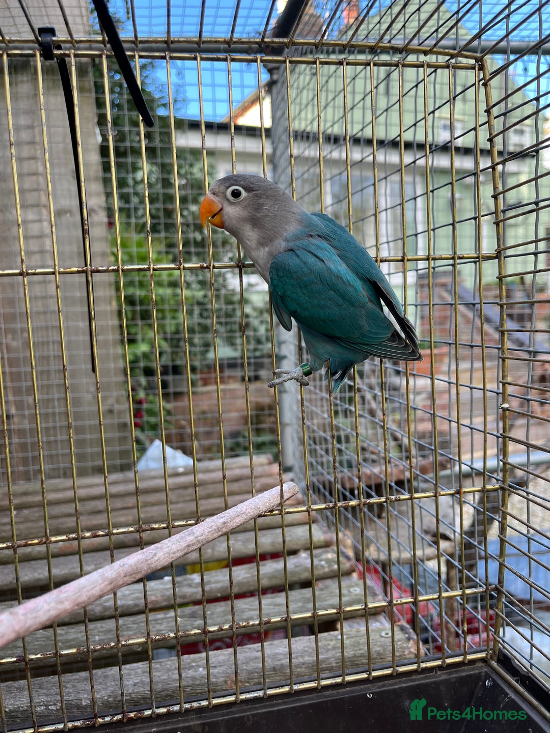 Lovebirds birds for sale: Young Fishers lovebirds for sale - Advert 5