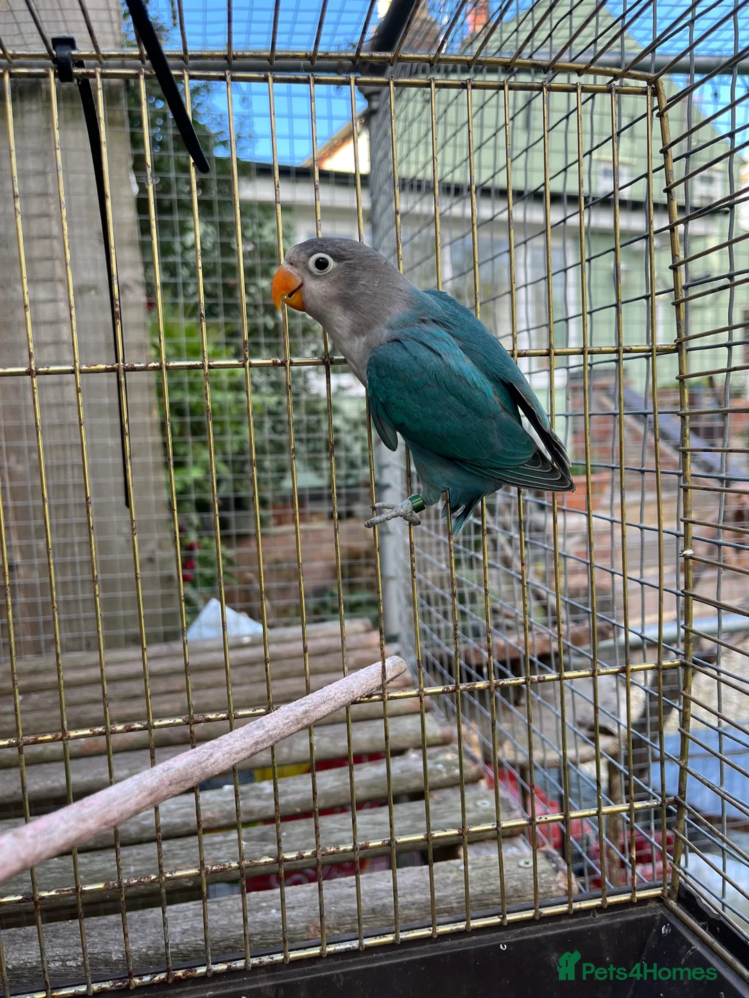 Lovebirds birds for sale: Young Fishers lovebirds for sale - Advert 5