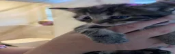 Mixed Breed cats for sale: Kittens looking for forever homes in Wallingford - Advert 8