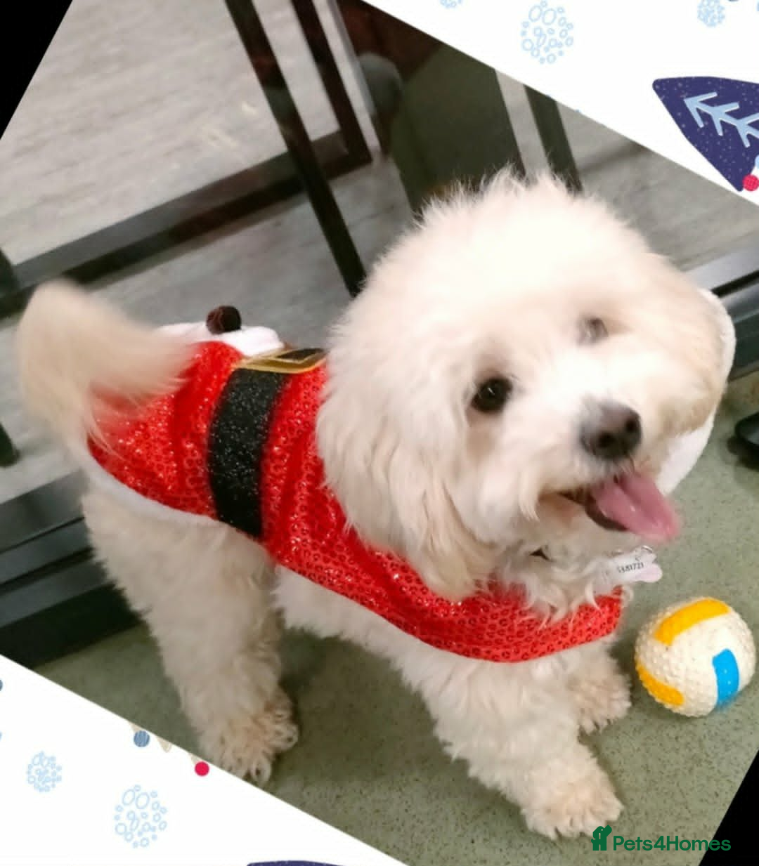 Maltipoo dogs for sale: Teddy Bear Maltipoo puppies - Advert 4