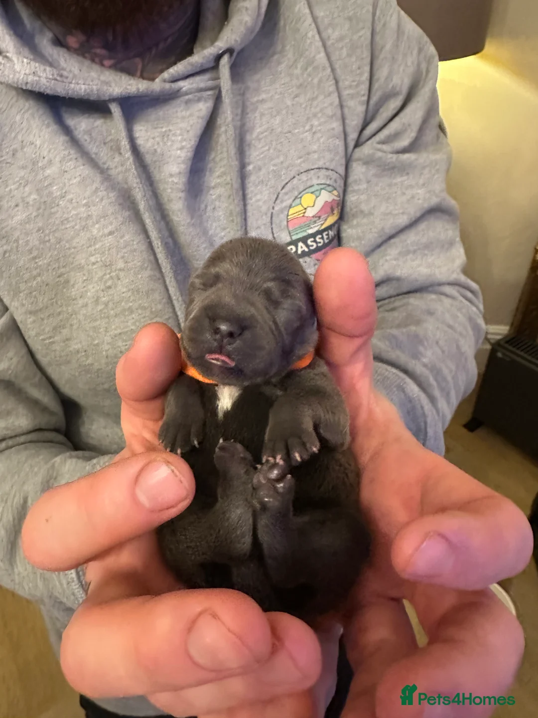 Staffordshire Bull Terrier dogs for sale: Staffordshire Bull Terrier Pups for Sale 🩶 - Advert 22