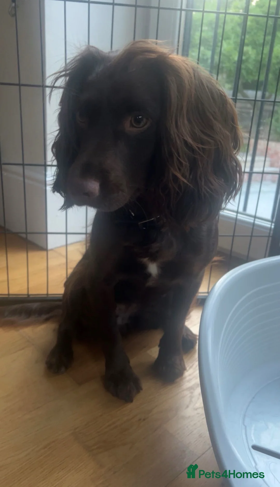 Cocker Spaniel dogs for sale: Olive Beautiful Chocolate Working Cocker Bitch - Advert 2