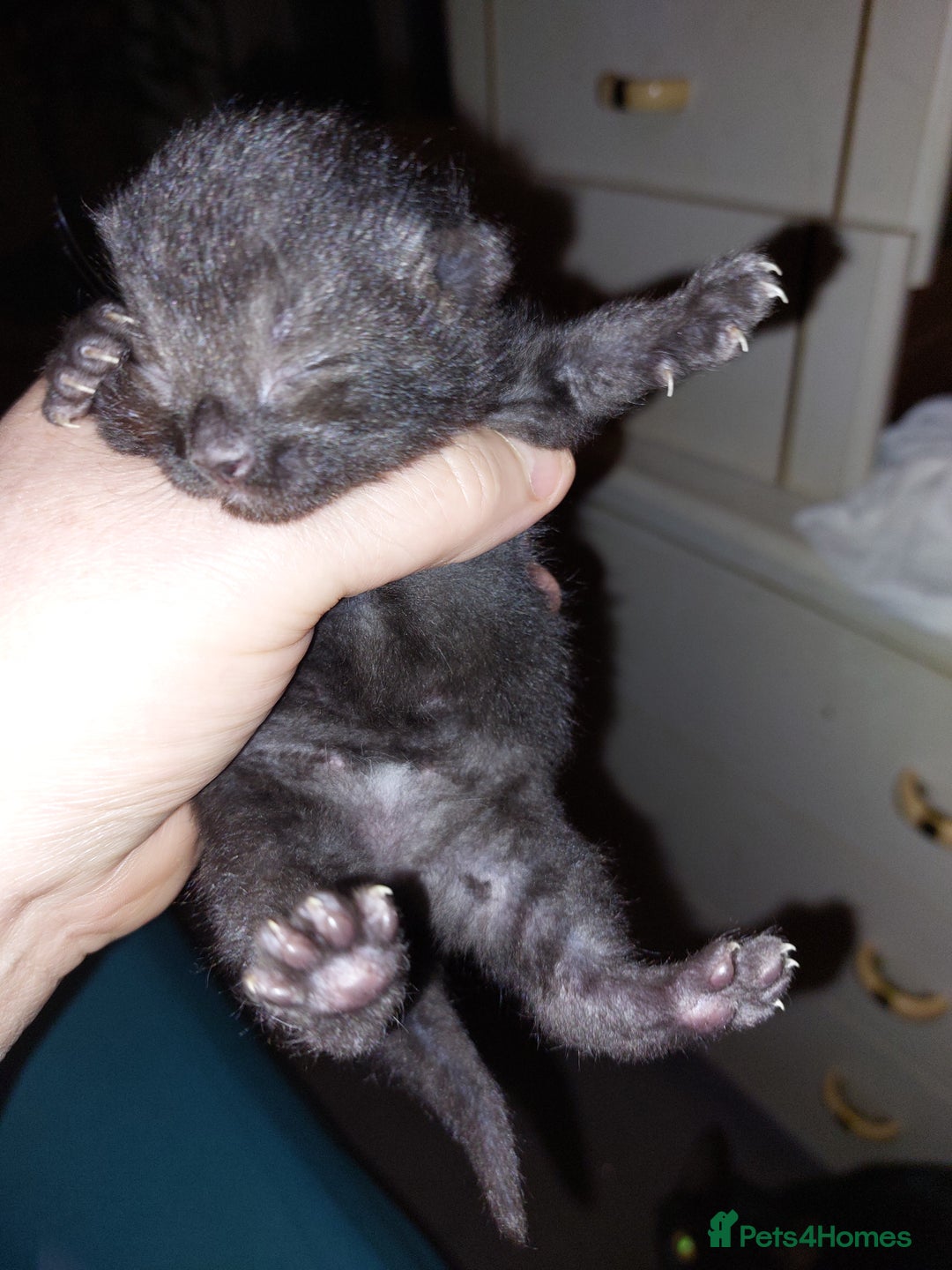 Mixed Breed cats for sale: 4 beautiful babies  - Advert 5