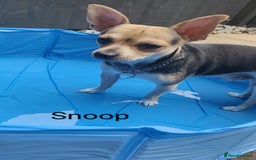 Chihuahua dogs for sale: Two Adorable Chihuahuas Looking for a Loving Home - Image 1