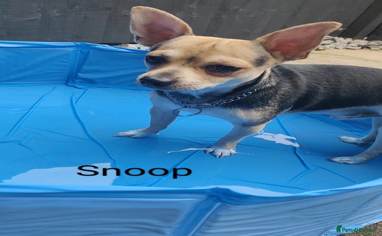 Chihuahua dogs - Advert 1