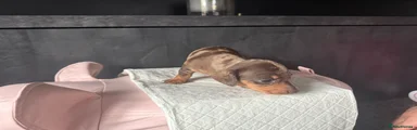 Miniature Dachshund Puppy 4
