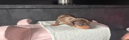 Miniature Dachshund dogs for sale: 🐾 Miniature Dachshund Puppies – KC registered 🐾 in Birmingham - Advert 20