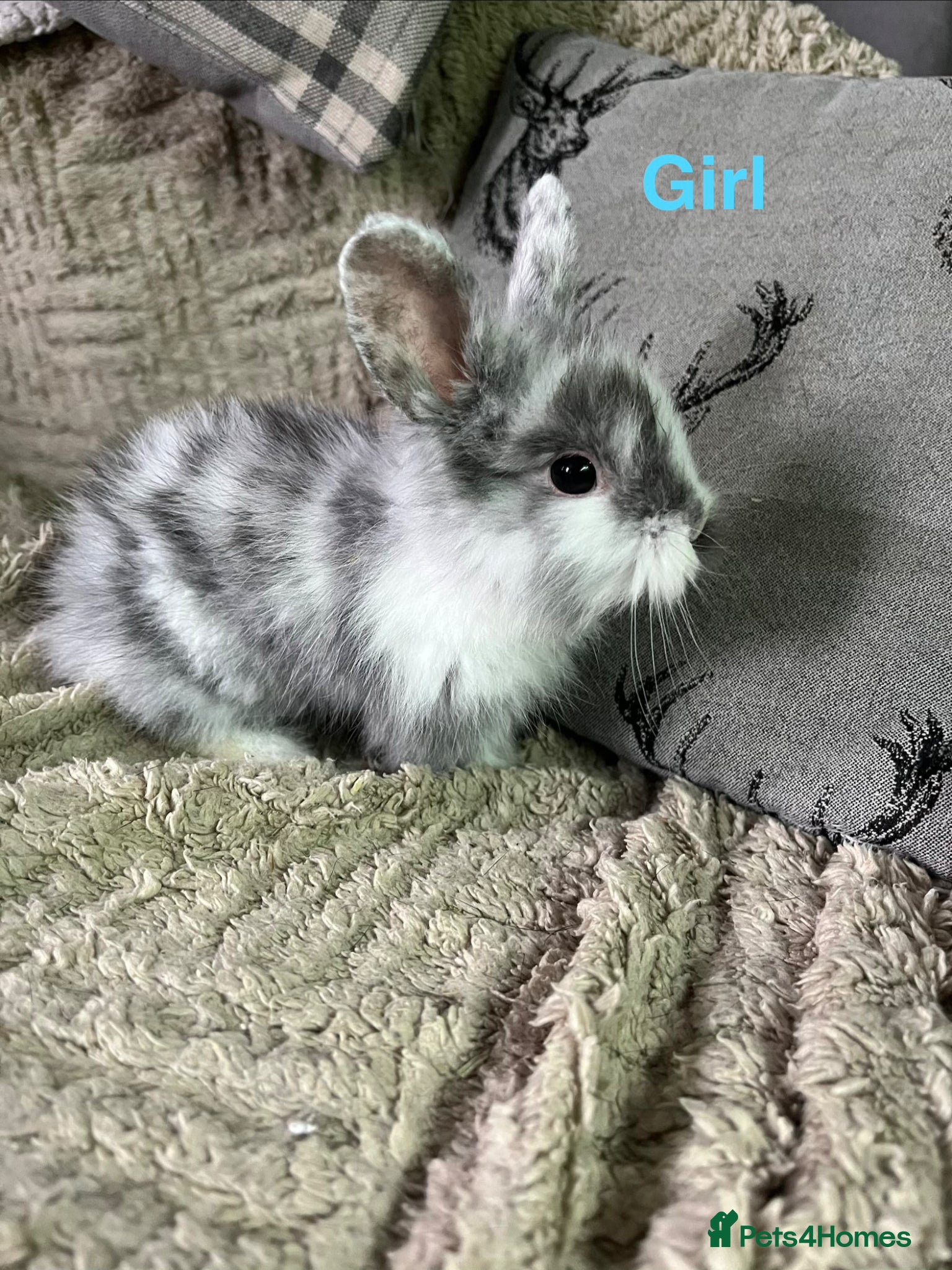 Lionhead rabbits Bunny’s ready for homes  - Advert 17