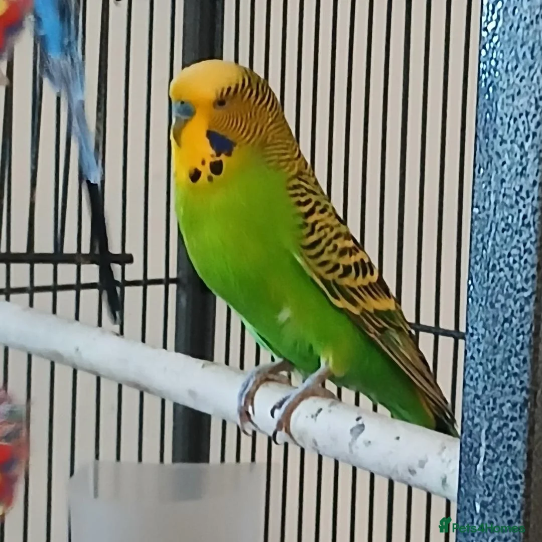 Budgerigars birds for sale: 3 budgies for sale. Cage optional. - Advert 1