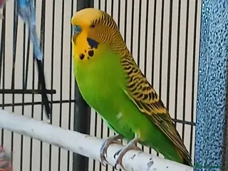 Budgerigars birds 3 budgies for sale. Cage optional. - Advert 11