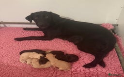 Labrador Retriever dogs for sale: Adorable KC Reg Labrador Puppies *Ready Now* - Image 4