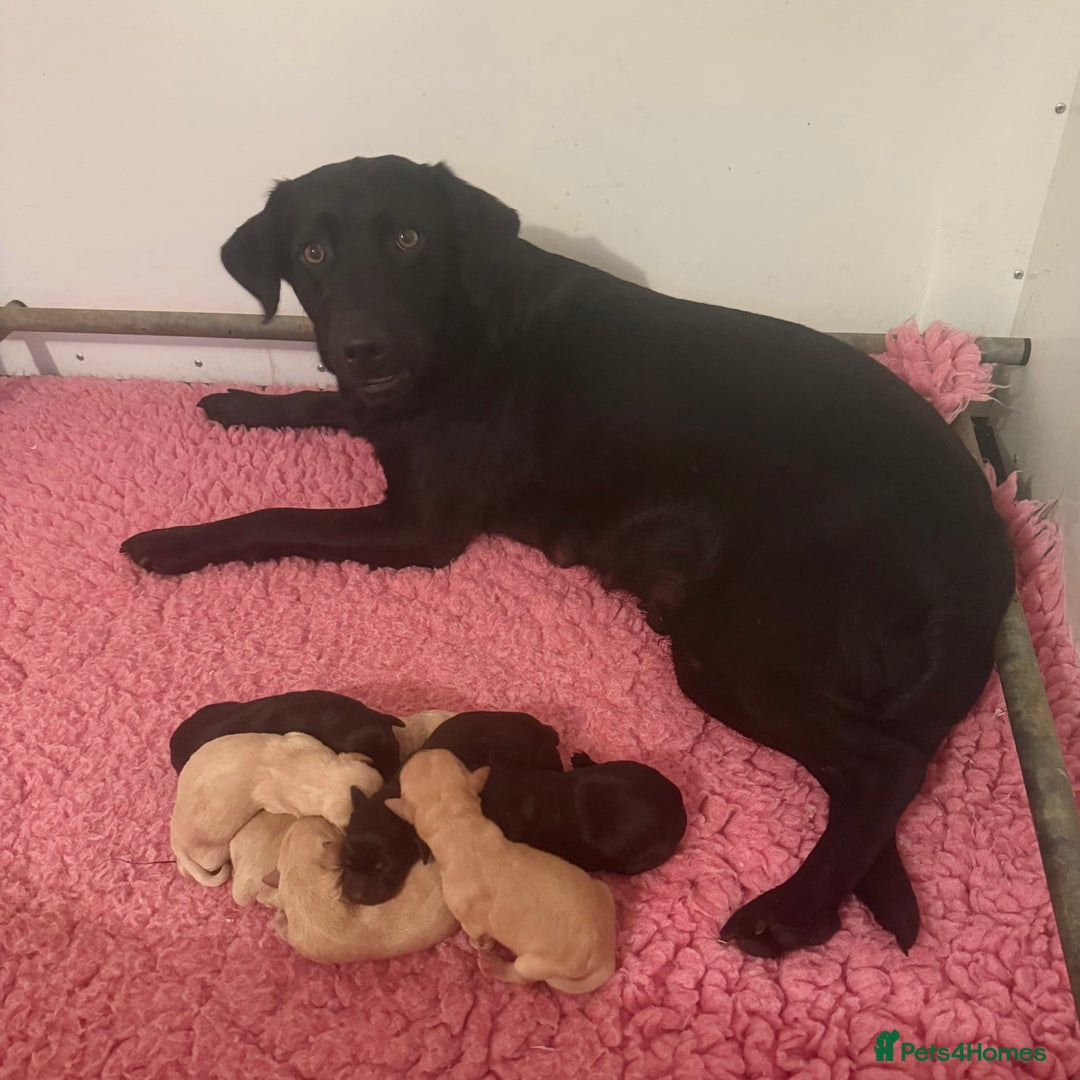 Labrador Retriever dogs for sale: Adorable KC Reg Labrador Puppies *Ready Now* - Image 4