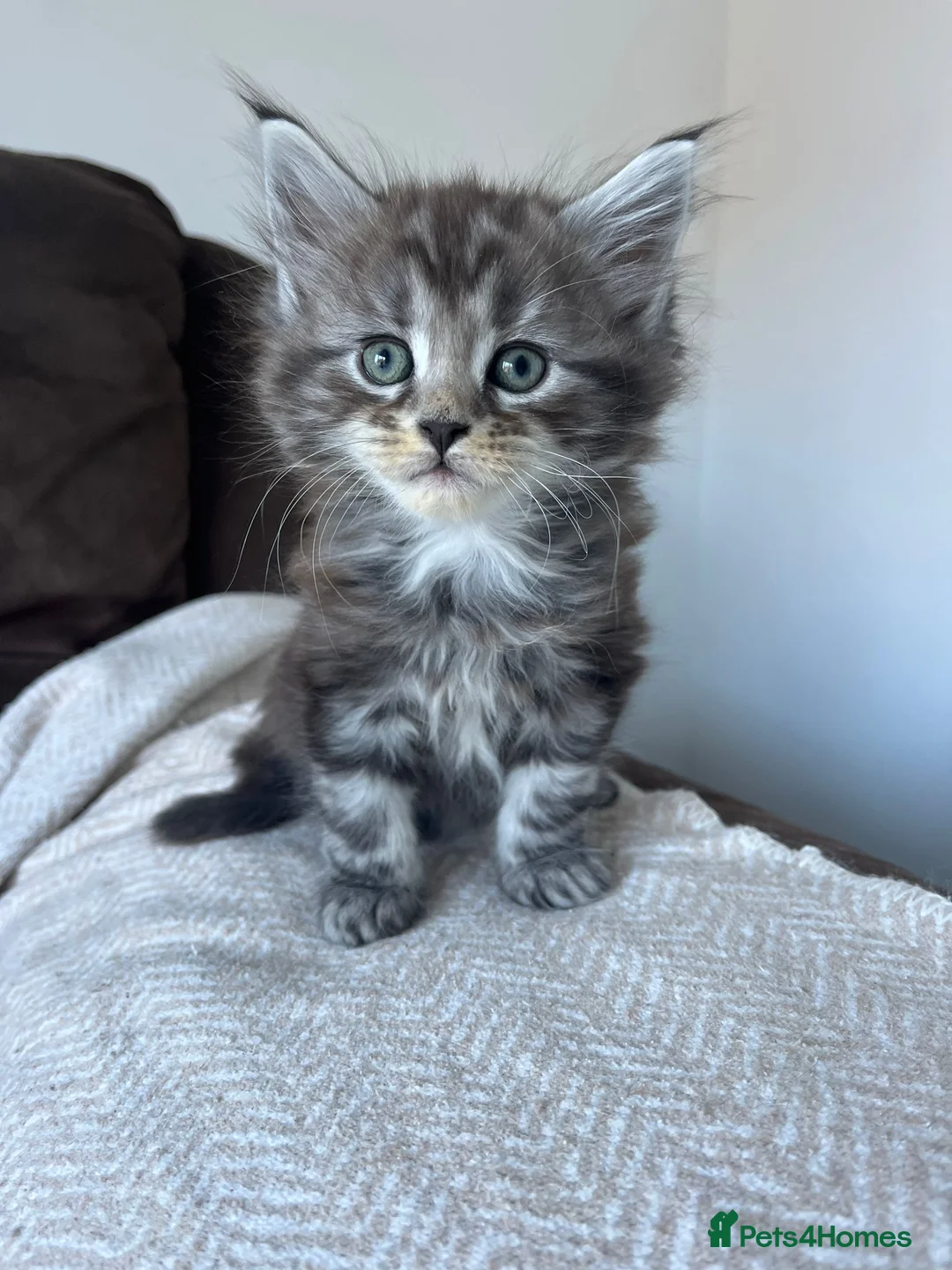 Maine Coon cats for sale: Maine Coon X  - Advert 16