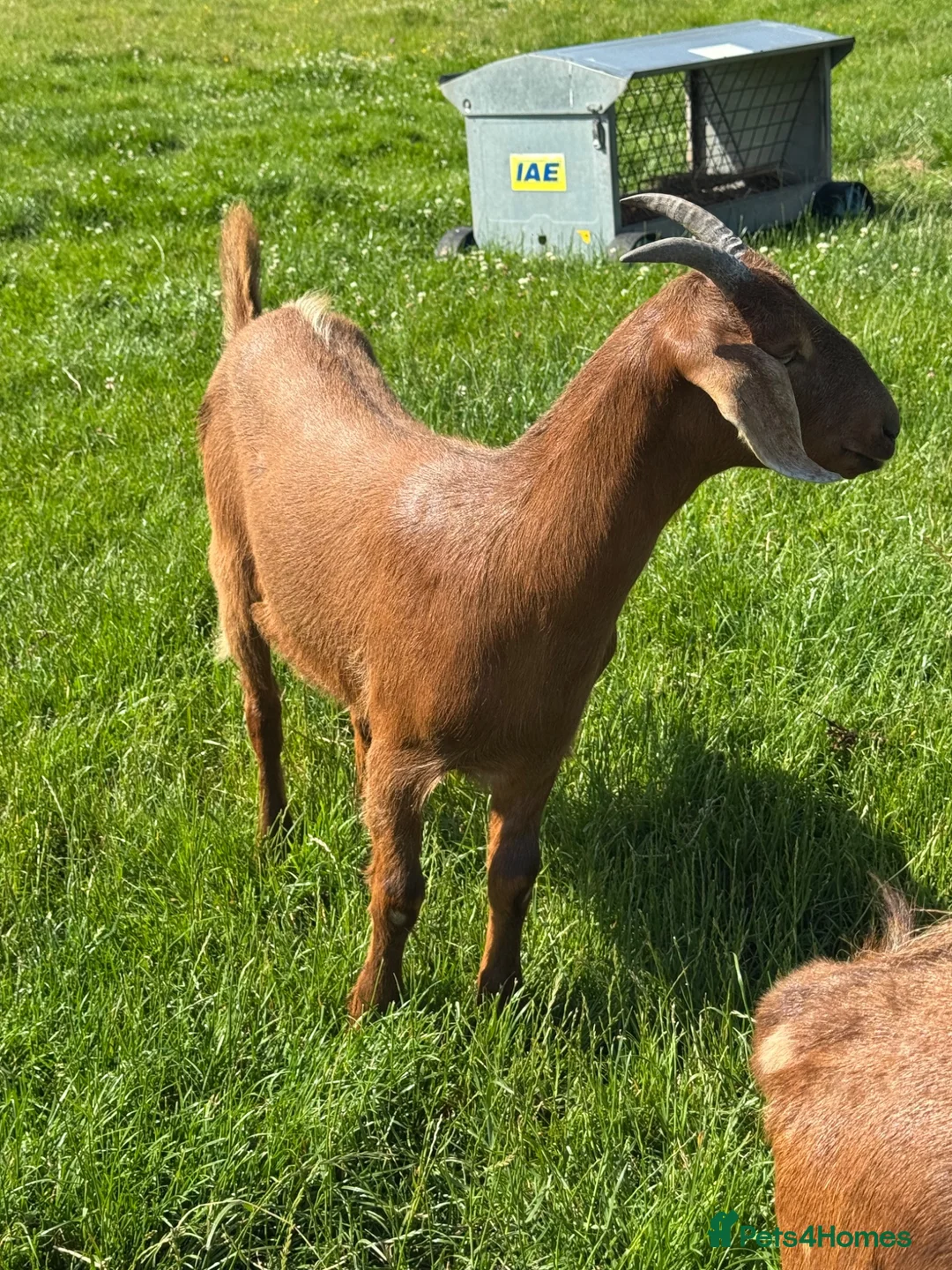Goats livestock for sale: Anglo Nubian x goat wethers  - Advert 2