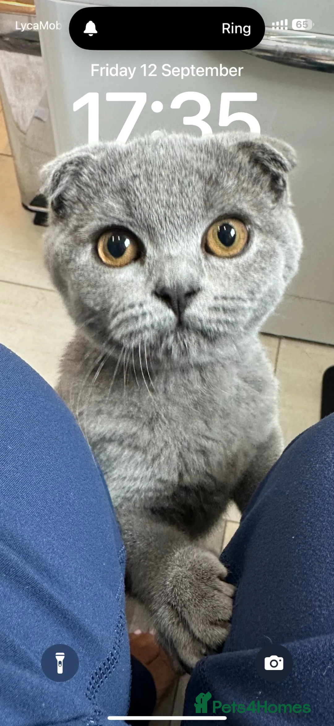 Scottish Fold cats for sale: Rehoming our beloved female Scottish fold - Advert 5
