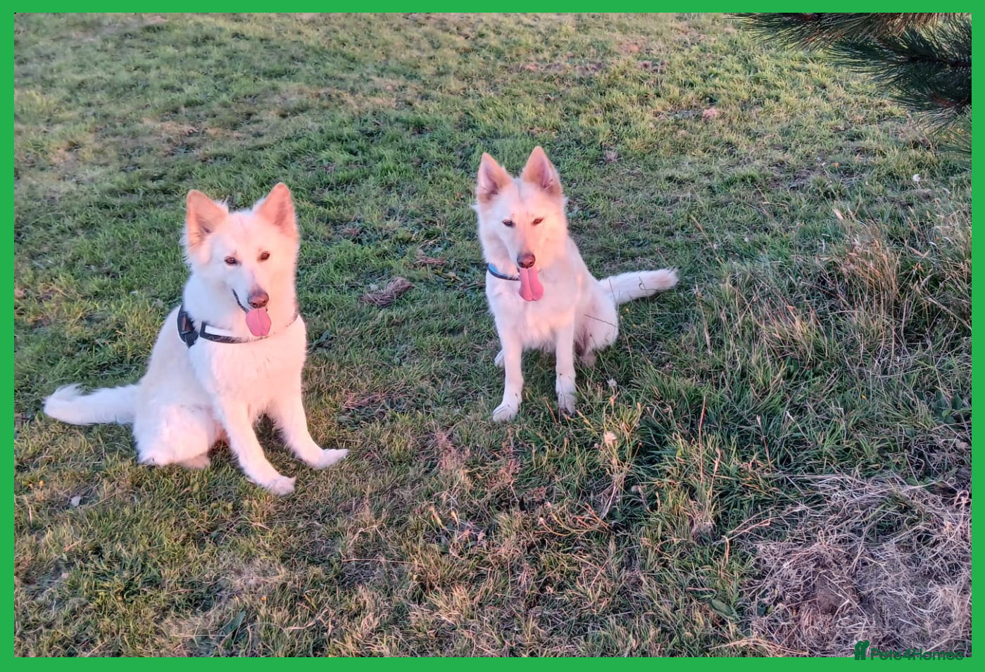 Mixed Breed dogs White Shepherd Puppies - Advert 1