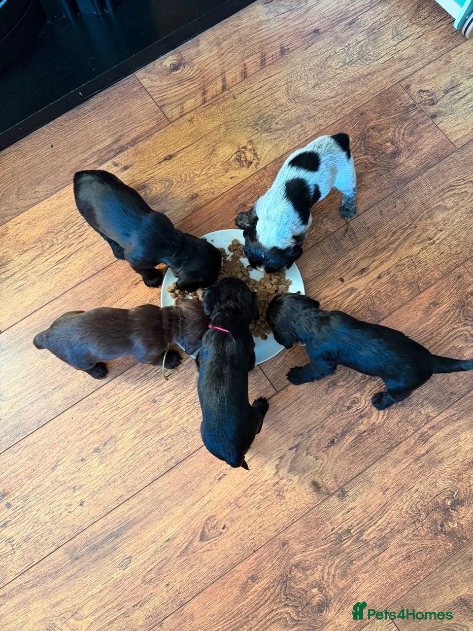 Cocker Spaniel dogs  KC Registered Cocker Spaniel Puppies  - Advert 2