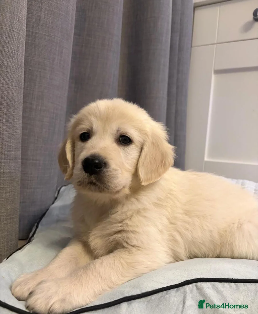 Golden Retriever dogs for sale: Outstanding Golden Retrievers - Advert 2