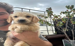 Mixed Breed dogs for sale: Dakota Sport Retriever Puppies ready 01/10/25 - Image 15