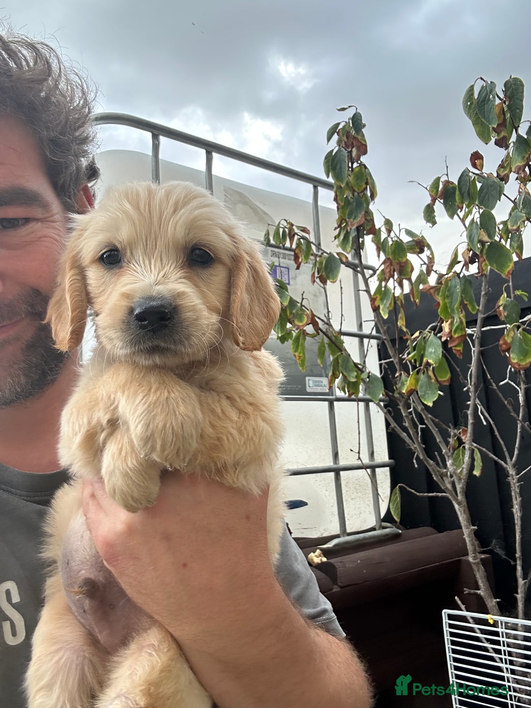 Mixed Breed dogs for sale: Dakota Sport Retriever Puppies ready 01/10/25 - Image 15