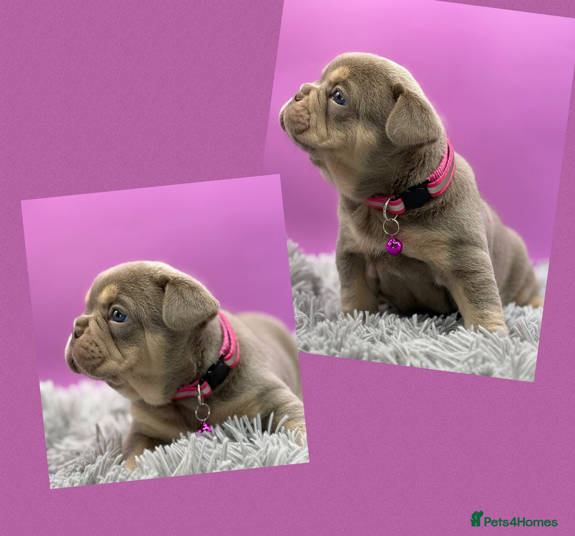 French Bulldog dogs KC French bulldog puppies highly healthed parents - Advert 1