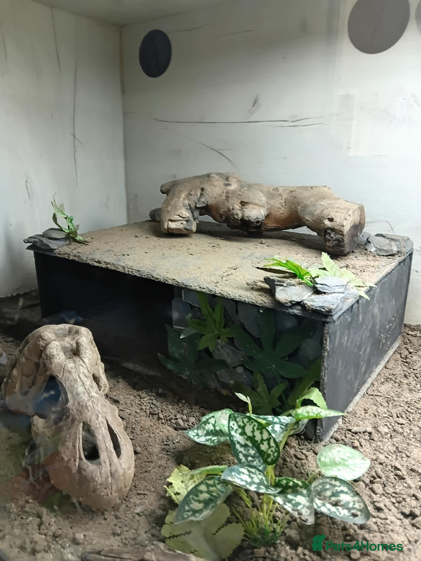 Monitor reptiles Monty looking for a new home  - Advert 6
