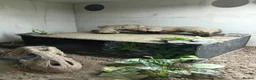 Monitor reptiles for sale: Monty looking for a new home  - Advert 1