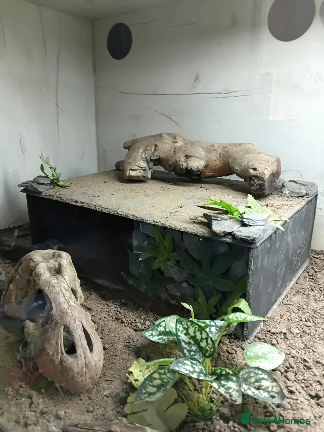 Monitor reptiles for sale: Monty looking for a new home  - Advert 1