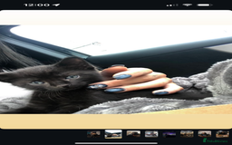 Bombay cats for sale: male cat 1 year old Bombay cross - Image 5